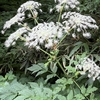 立山高原の純白のブログ花