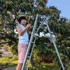 栗拾いから始まる一日