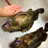 ここ最近の釣果！マジでやばいカサゴ釣れました！