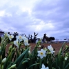 浜ちゃんの散歩道(３９３)　　　朝夕とも道端の草花を中心に写真撮影しながら散歩した