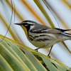 ベリーズ　自宅周辺の野鳥たち