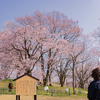 新品種の「くれはおとめしだれ」：呉羽山公園