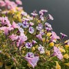 花の手入れをしながら人生や社会を考える