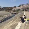 東京西多摩周辺桜開花調査隊！