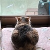春の土用