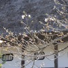 『白川郷の桜』今が見頃です！