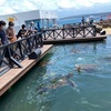 串本海中公園、浦島ホテル