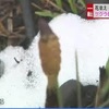 サクラの開花から２日　阿蘇山上は雪に　