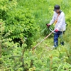 草刈り 秦野