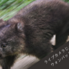 ライブカメラじゃ物足りないのでウォンバットを見に行った話