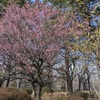 ３．３（月・雪混じり）ひな祭り。明日から函館。東証、反発。