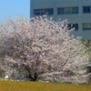 ほぼ最後の桜の見頃