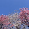 2021年の桜、京都より