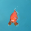 あなたの近所の金魚