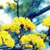 山茱萸の花