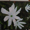 白い小さな花