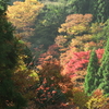 山中の錦～鴨川源流・雲ヶ畑の紅葉～