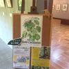 長池公園自然館のボタニカルアート展を楽しむ。八王子古本まつりで11冊購入。