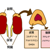 【水素セラピスト】メンタルケア編Part.7〜心と身体　ストレスとホルモン〜