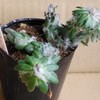 🌵多肉植物　モフモフのウェルデルマニー🌵