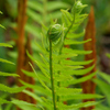 ゼンマイ：薇　山鳥薇　山取り薇