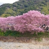 今年は河津で河津桜　～人混みをちょっと迂回して～