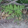 Pteridium aquilinum subsp. japonicum　ワラビ