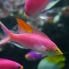 Purple Queen Anthias / ハナゴイ