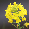 菜の花が咲きだしました