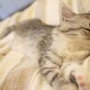 【猫のおしりが臭い！】うんちの様なにおいが猫のおしりからでていたら