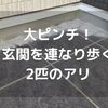 2匹で連なって歩くアリの正体はシロアリのつがい？建売り住宅築8年の我が家の駆除対策。