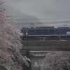 雨の中、湯河原の桜とEF64-1049をサイドから