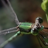 🐛PANZA宮沢湖で昆虫撮影♪