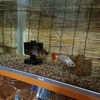 金魚の2匹同居にトライする