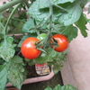 ２か月目のミニトマト