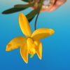 Cattleya bradei ２個体
