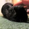 うさぎの飼い主による”すずめの戸締り”映画レビュー