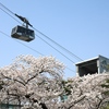【ソウル】南山公園の桜を見て明洞餃子でカルグクスを食べる