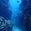 崎山ビーチ　スキューバダイビング　ログ19