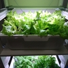 お部屋で家庭菜園②　野菜のトレイ栽培をテスト。36穴トレイで野菜を５種類つくってみた。