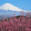 岩本山公園の梅と富士山他