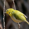 新芽を食べるメジロ