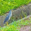 今日の鳥