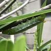 キョウチクトウスズメの幼虫