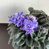 ＊３年目のミニセントポーリア＆白文鳥