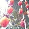  干し柿 2010