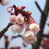 　河津桜の開花