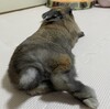 2週間ぶりのうさけつようび