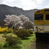 花見だ！ 安野花の駅と湯の山温泉 枝垂れ桜 【四輪】