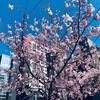 【散歩】桜2022 東銀座と築地 そして近所